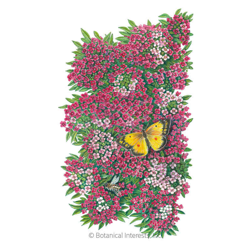 Botanical Interests, Inc. - Alyssum Sweet Rosie O'Day Seeds