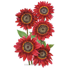 Botanical Interests, Inc. - Rouge Royale Sunflower Seeds