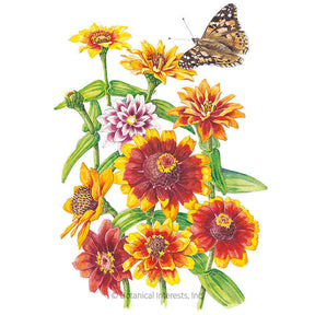 Botanical Interests, Inc. - Persian Carpet Zinnia Seeds