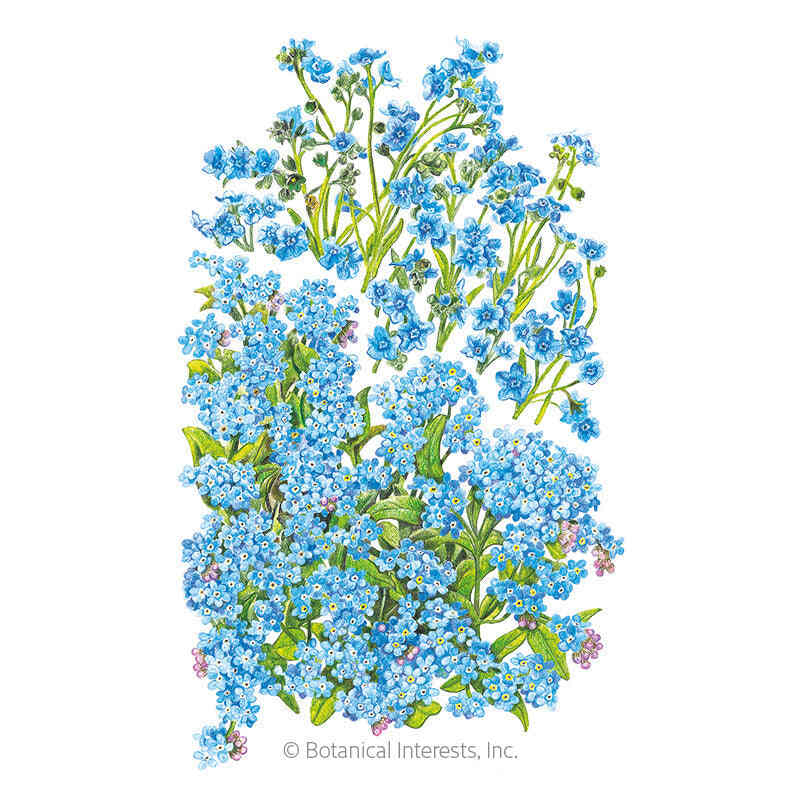 Botanical Interests, Inc. - Forget-Me-Not Spring & Summer Seeds - Southern Agriculture 