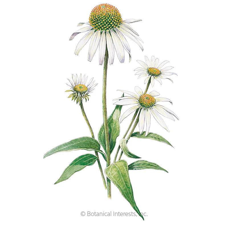 Botanical Interests, Inc. - Echinacea White Swan Seeds - Southern Agriculture 