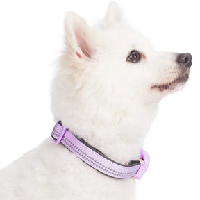 Blueberry Pet - Lavender | 3M Reflective Padded Dog Collar