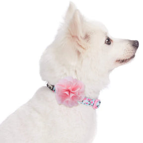 Blueberry Pet - Light Blue | Made Well Floral Dog Collar