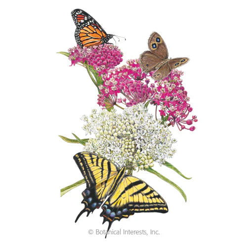 Botanical Interests, Inc. - Milkweed Irresistible Blend Seeds