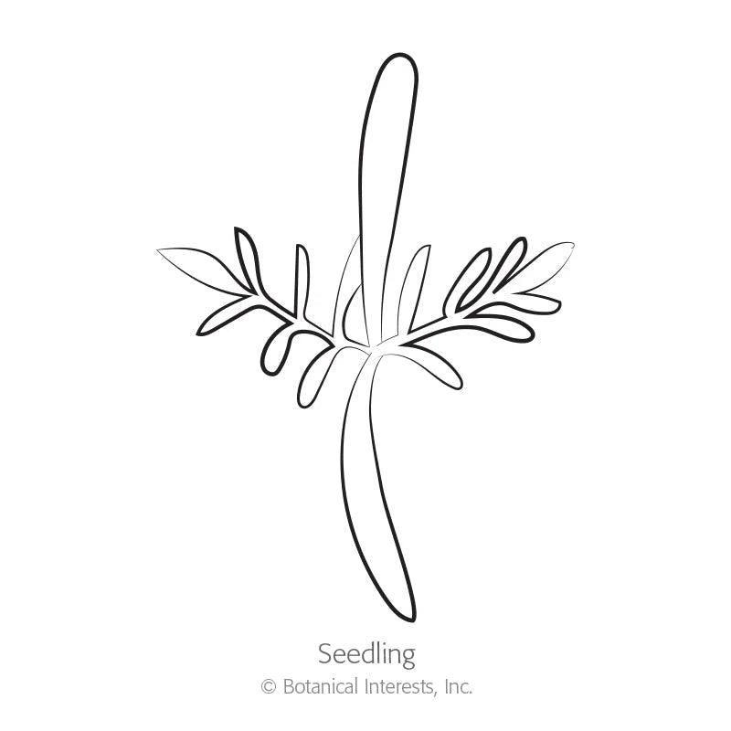Botanical Interests, Inc. - Cosmos Bright Lights Blend Seeds