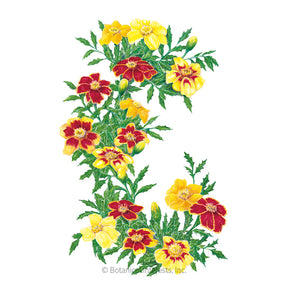 Botanical Interests, Inc. - Marigold French Favorite Blend Seeds - Southern Agriculture 