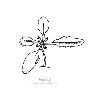 Botanical Interests, Inc. - Marigold French Favorite Blend Seeds - Southern Agriculture 