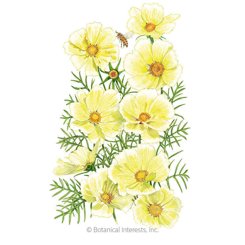 Botanical Interests, Inc. - Cosmos Xanthos Seeds