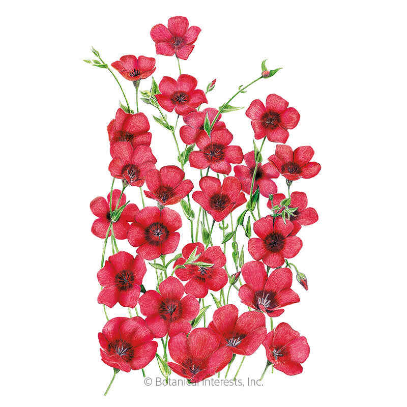 Botanical Interests, Inc. - Scarlet Flax Seeds