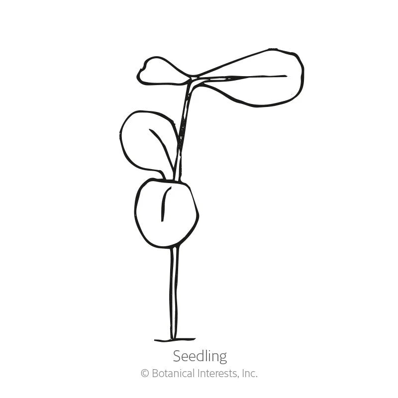 Botanical Interests, Inc. - Scarlet Flax Seeds