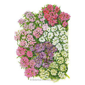 Botanical Interests, Inc. - Allure Pastel Blend Sweet Alyssum Seeds