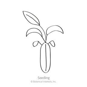 Botanical Interests, Inc. - Allure Pastel Blend Sweet Alyssum Seeds