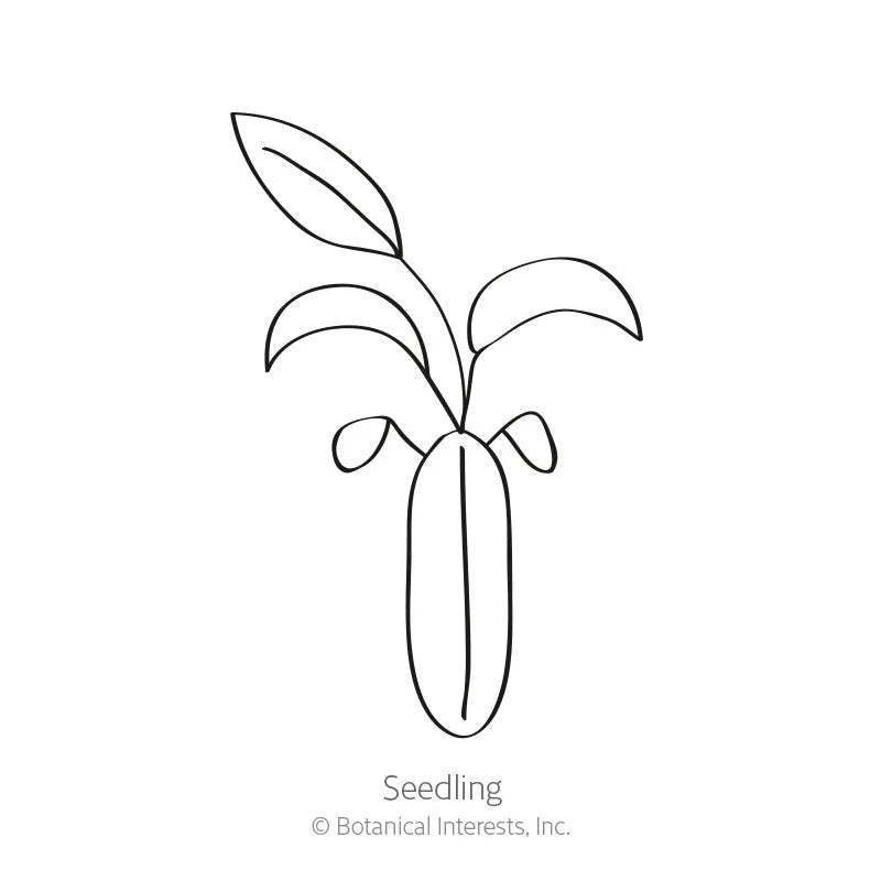Botanical Interests, Inc. - Allure Pastel Blend Sweet Alyssum Seeds