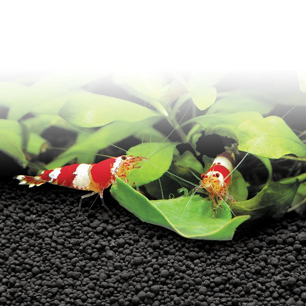 Fluval - Stratum Volcanic Soil for Planted Aquariums or Shrimp