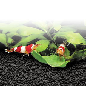 Fluval - Stratum Volcanic Soil for Planted Aquariums or Shrimp