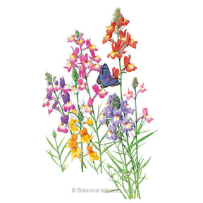 Botanical Interests, Inc. - Linaria Fairy Bouquet Seeds - Southern Agriculture 