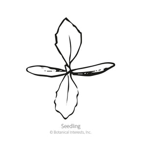 Botanical Interests, Inc. - Linaria Fairy Bouquet Seeds - Southern Agriculture 