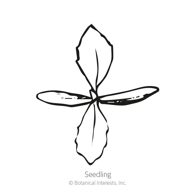 Botanical Interests, Inc. - Linaria Fairy Bouquet Seeds - Southern Agriculture 