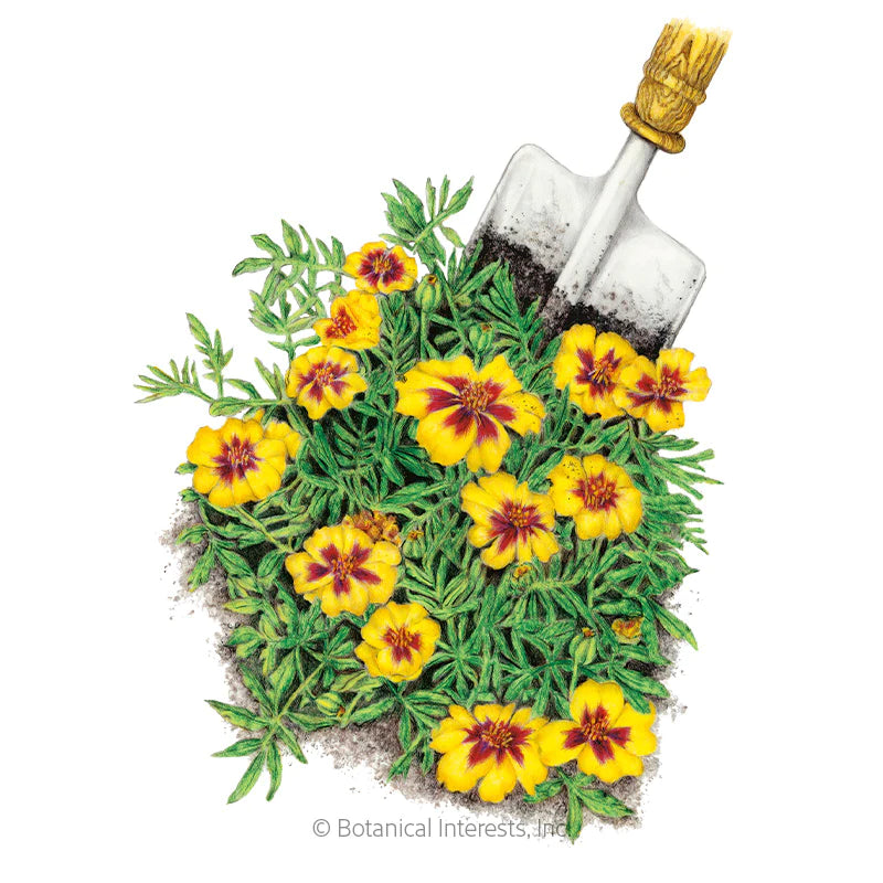 Botanical Interests, Inc. - Marigold French Naughty Marietta Seeds - Southern Agriculture 