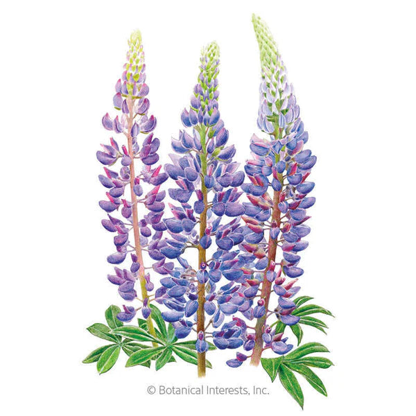 Botanical Interests, Inc. - Bluebonnet Sundial Lupine Seeds