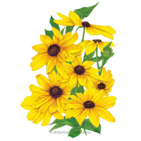 Botanical Interests, Inc. - Black-Eyed Susan Indian Summer Seeds