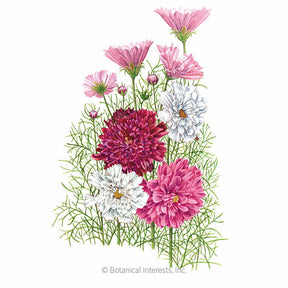 Botanical Interests, Inc. - Cosmos Double Click Blend Seeds