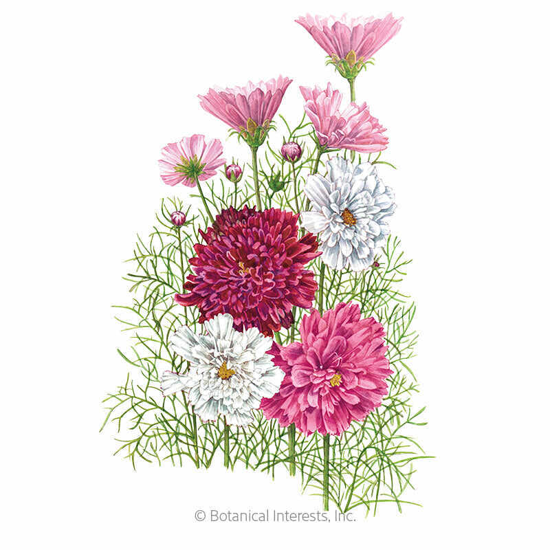 Botanical Interests, Inc. - Cosmos Double Click Blend Seeds
