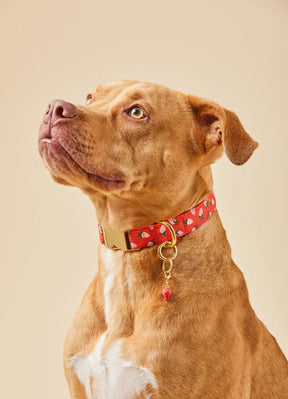 The Foggy Dog - Dog Collar Berry Sweet