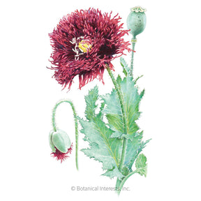 Botanical Interests, Inc. - Poppy Black Swan Seeds - Southern Agriculture 