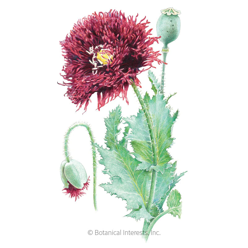 Botanical Interests, Inc. - Poppy Black Swan Seeds - Southern Agriculture 