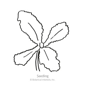 Botanical Interests, Inc. - Poppy Black Swan Seeds - Southern Agriculture 