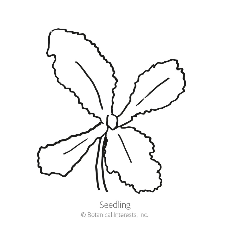 Botanical Interests, Inc. - Poppy Black Swan Seeds - Southern Agriculture 