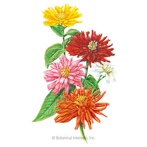 Botanical Interests, Inc. - Cactus Flower Blend Zinnia Seeds