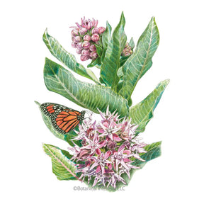 Botanical Interests, Inc. - Milkweed Showy Seeds - Southern Agriculture 