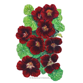 Botanical Interests, Inc. - Nasturtium Black Velvet Seeds - Southern Agriculture 