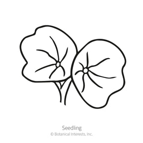 Botanical Interests, Inc. - Nasturtium Black Velvet Seeds - Southern Agriculture 