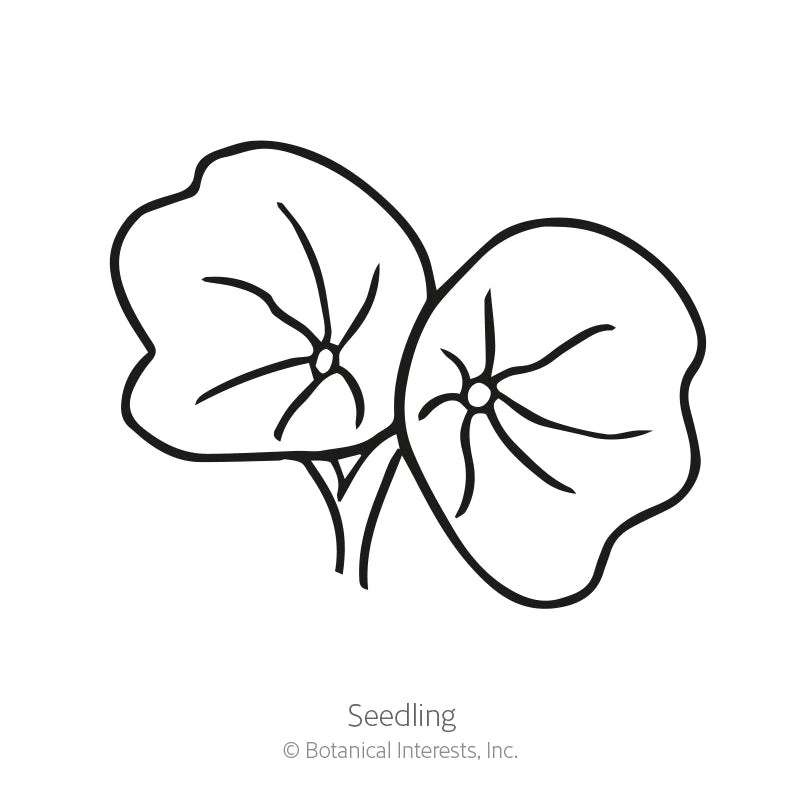 Botanical Interests, Inc. - Nasturtium Black Velvet Seeds - Southern Agriculture 