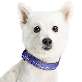 Blueberry Pet - Violet | 3M Reflective Padded Dog Collar