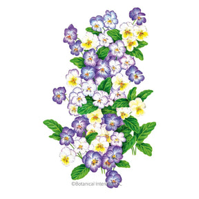 Viola Cool Summer Breeze Seeds - Southern Agriculture 