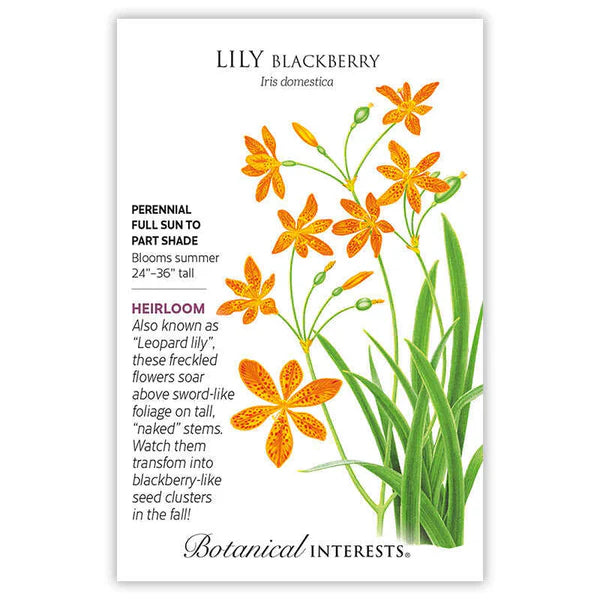 Botanical Interests, Inc. - Lily Blackberry Orange