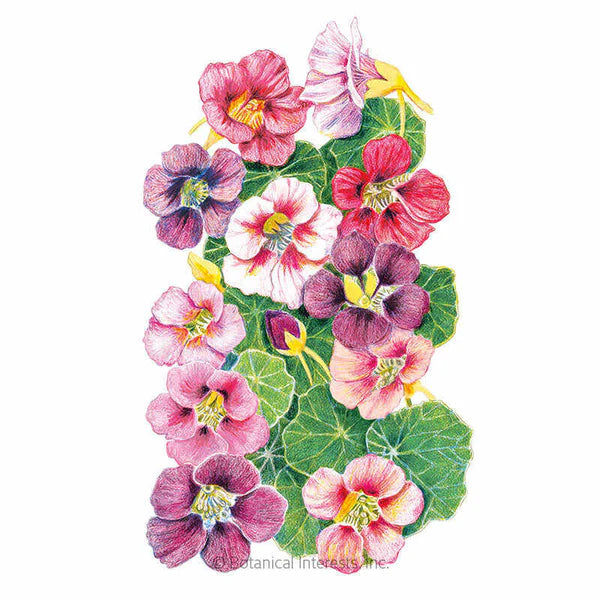 Botanical Interests, Inc. - Nasturtium Purple Emperor Seeds - Southern Agriculture 