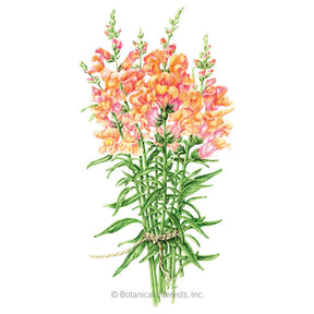 Botanical Interests, Inc. - Orange Wonder Snapdragon Seeds
