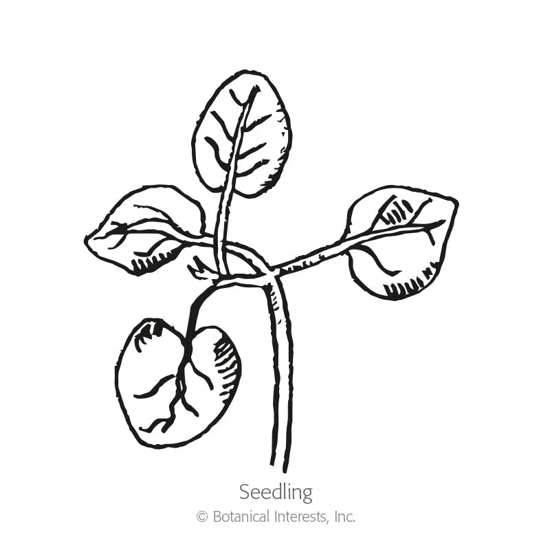 Botanical Interests, Inc. - Orange Wonder Snapdragon Seeds
