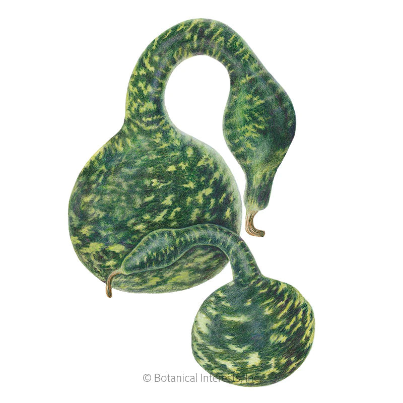 Botanical Interests, Inc. - Gourd Hard-Shelled Speckled Swan Seeds - Southern Agriculture 