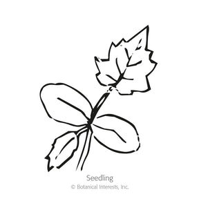 Botanical Interests, Inc. - Gourd Hard-Shelled Speckled Swan Seeds - Southern Agriculture 