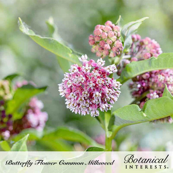 Botanical Interests, Inc. - Milkweed Common Seeds - Southern Agriculture 