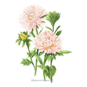 Botanical Interests, Inc. - King Size Apricot Aster Seeds