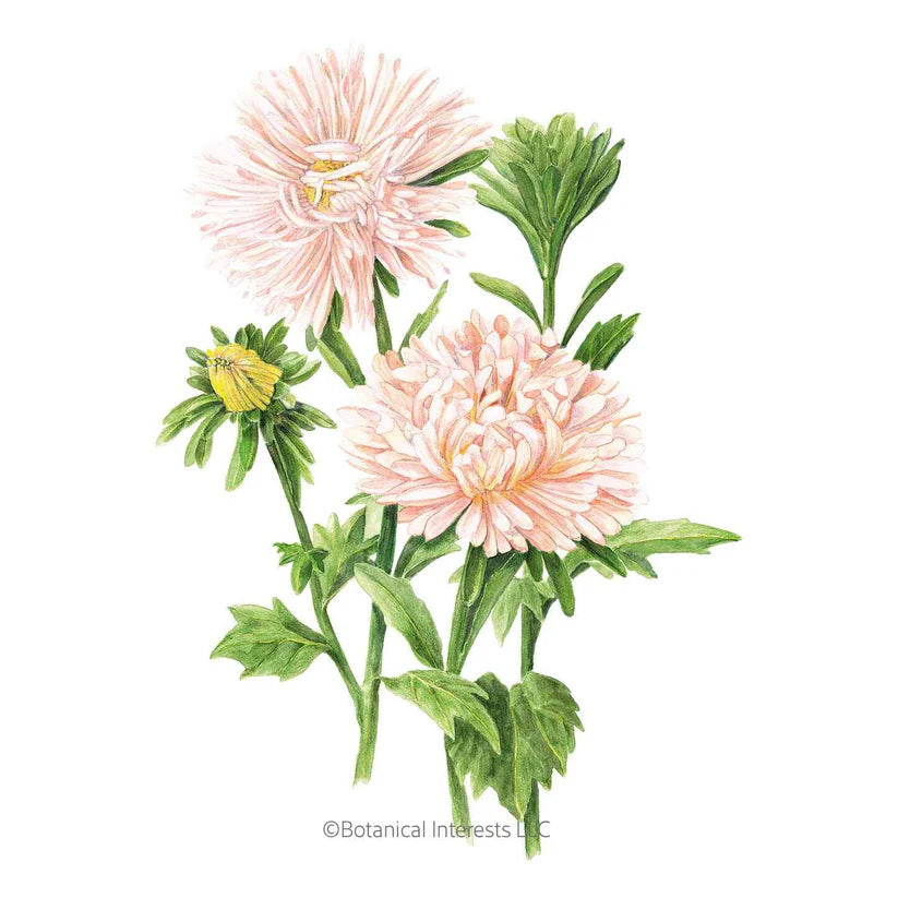 Botanical Interests, Inc. - King Size Apricot Aster Seeds