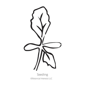 Botanical Interests, Inc. - King Size Apricot Aster Seeds