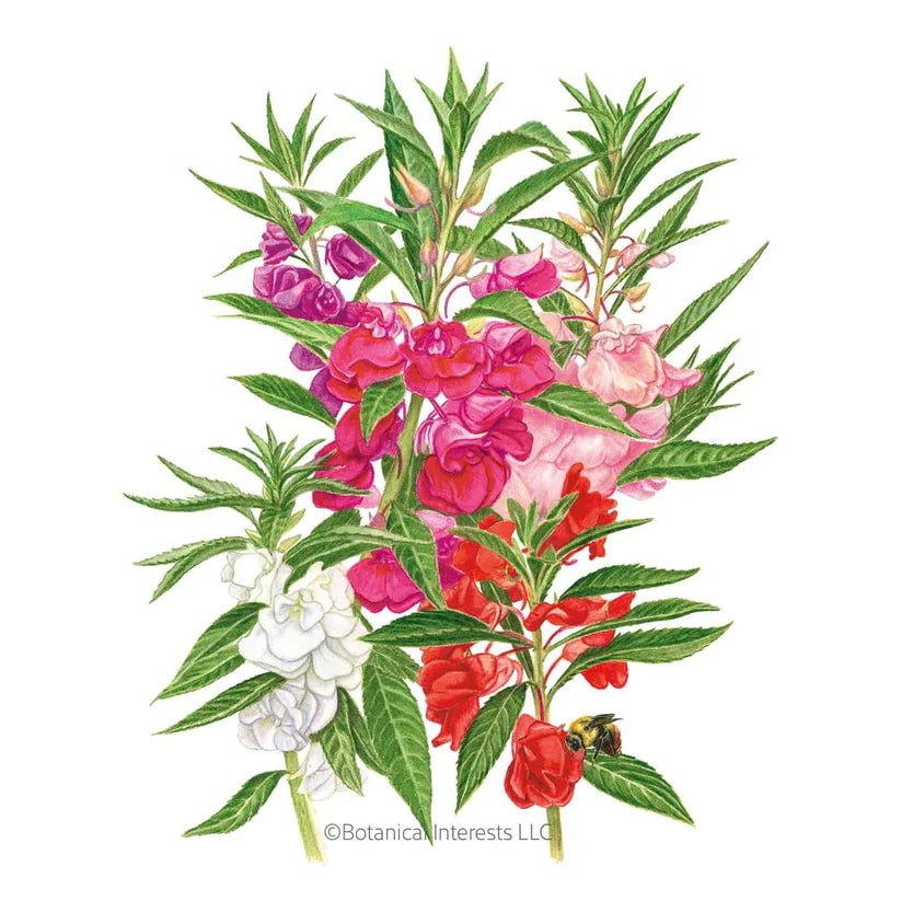 Botanical Interests, Inc. - Tom Thumb Blend Balsam Seeds